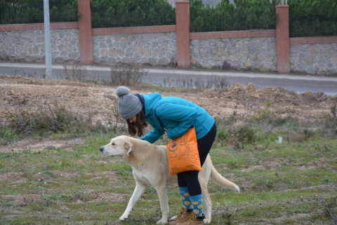 MUHAK Ormandaki Köpekleri Besledi